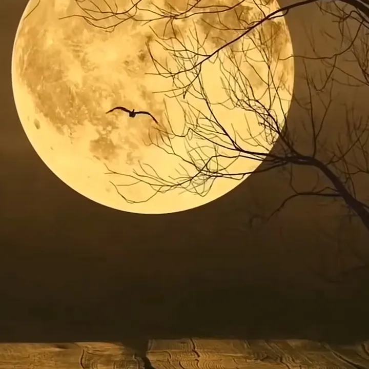 @janjali7