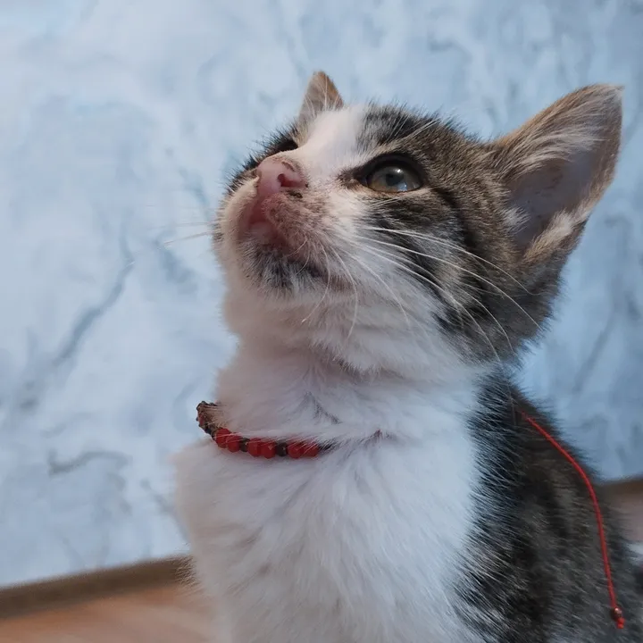 @minish_meow