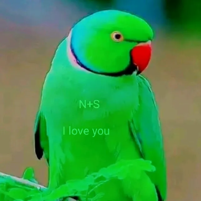 @nikhilbagsuparna