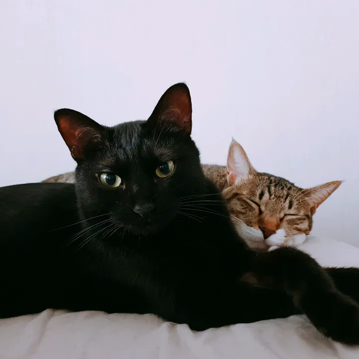 @lovelyspringcat