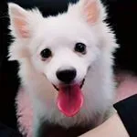 mongooone