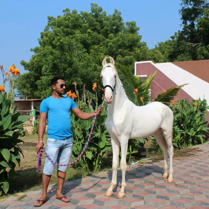 sonurider5851