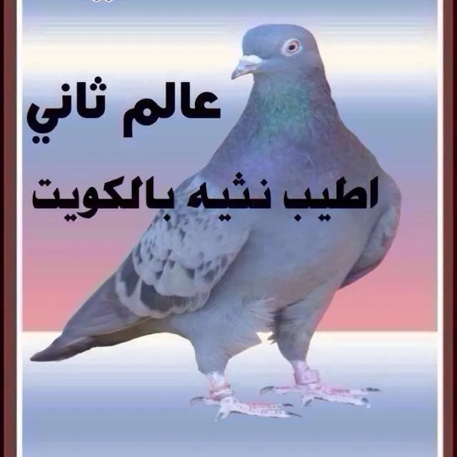 @thamer.alfadel