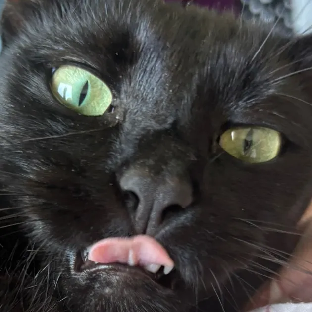 mollyhasclout_