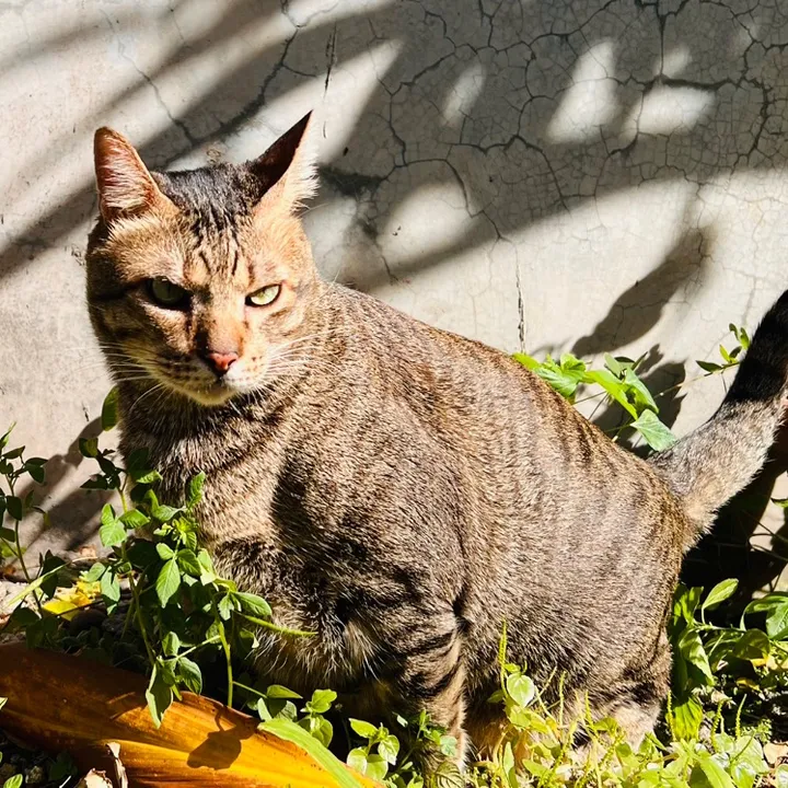 @17meows