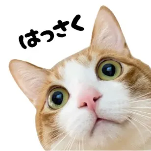 @hassaku0804