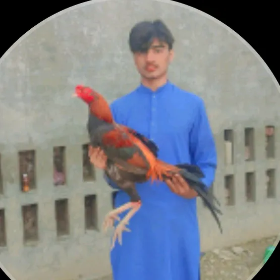 @manawarhassain1
