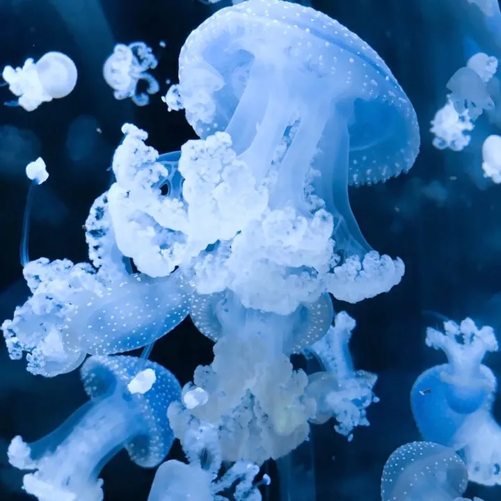 @scyphozoa.discord