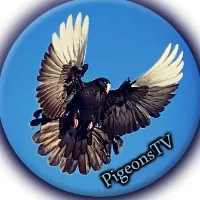 @pigeonstv