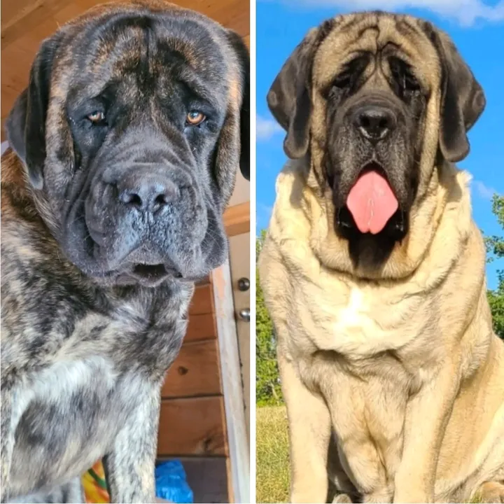 @maplemastiffs