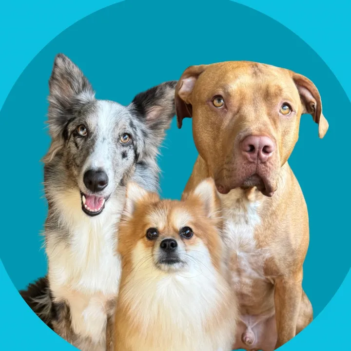 @2dogsemeio