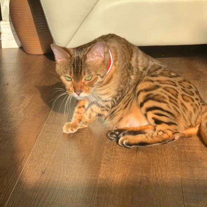 @royalluxebengalz_