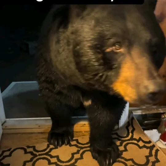 @whitebearisland1