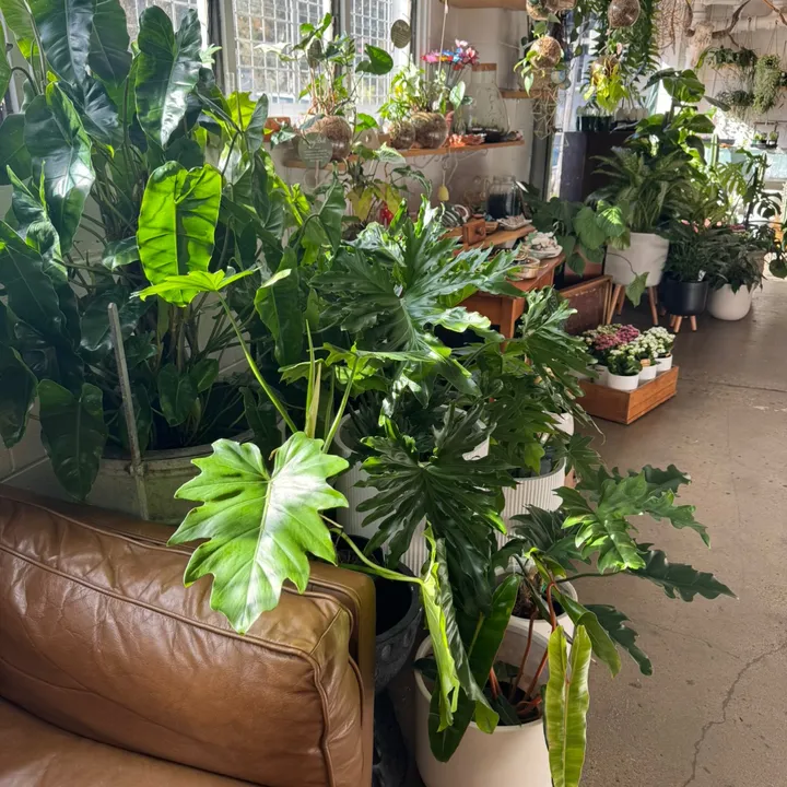 theplantbunker_brisbane