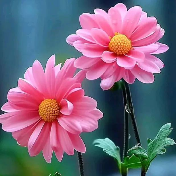 @rohailkayani785