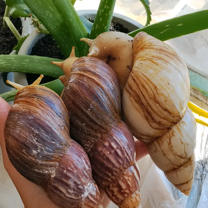 @snails_joy
