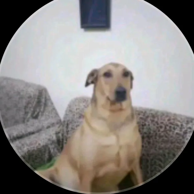 dingobell70