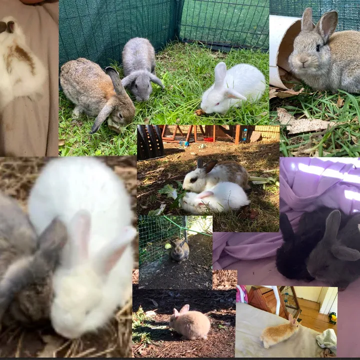 @the_bunnie_teammm