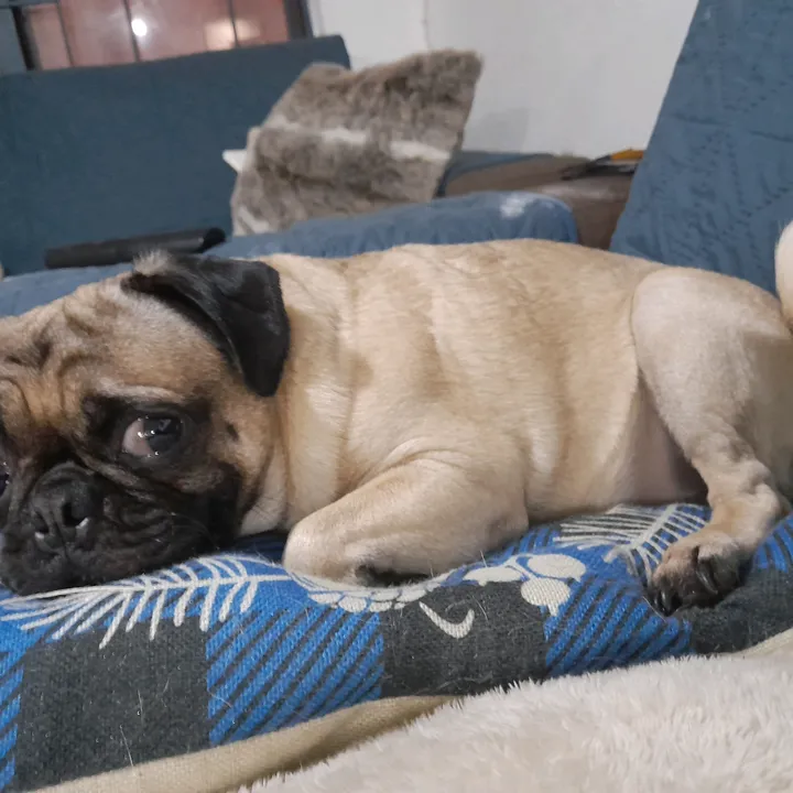 @pug.lovers53