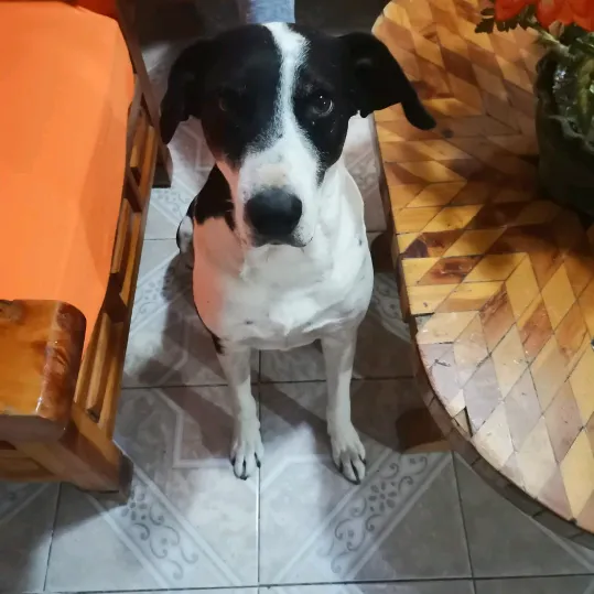 pervacvarcan
