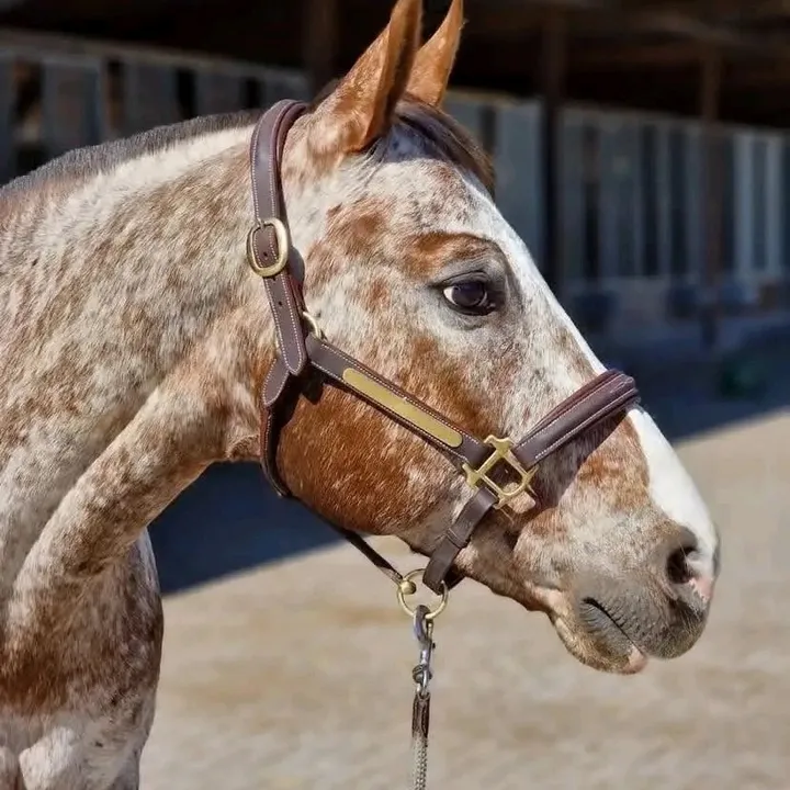 perfect.horses.fo