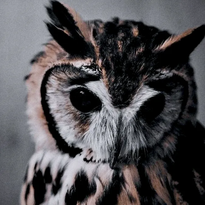 @cv_owldie2010
