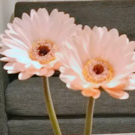 @yu222pinkgold