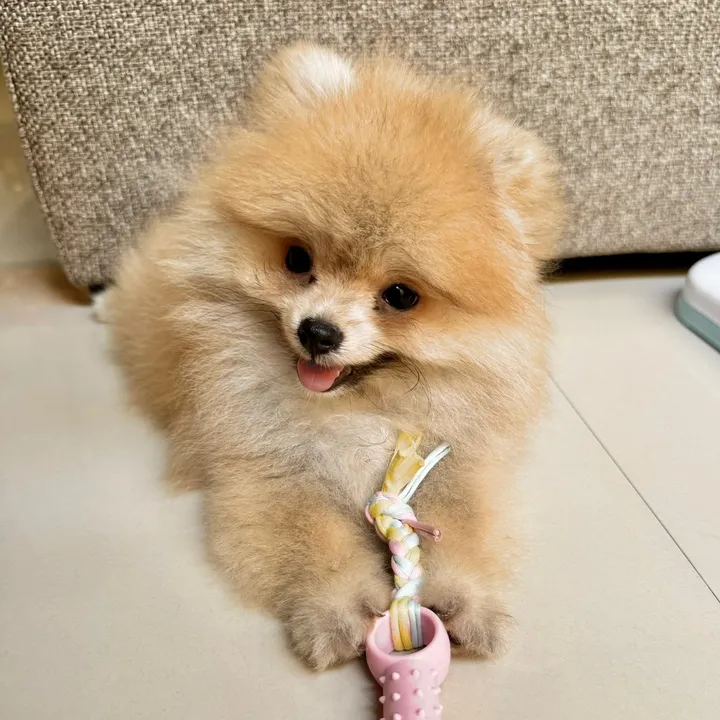 enzo.theminipom