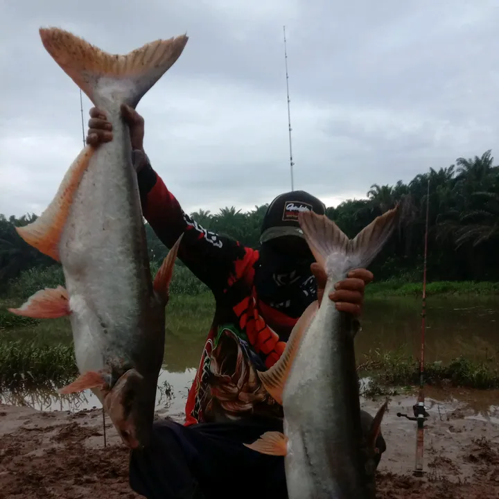 toman_rimba_ll