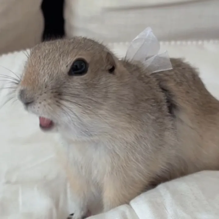 risubisukun