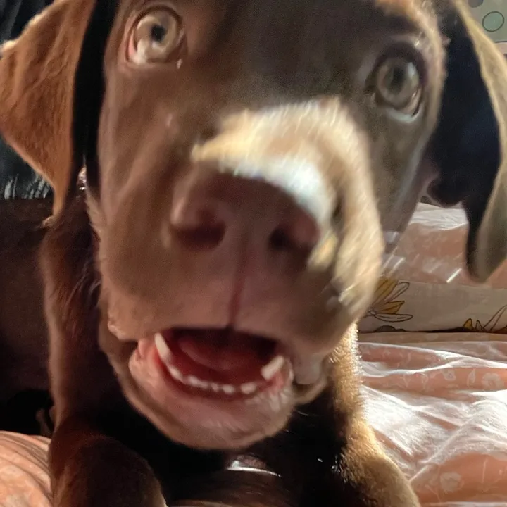 @souldogtully