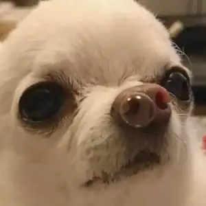 vivi