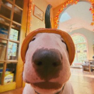 MisterMainer